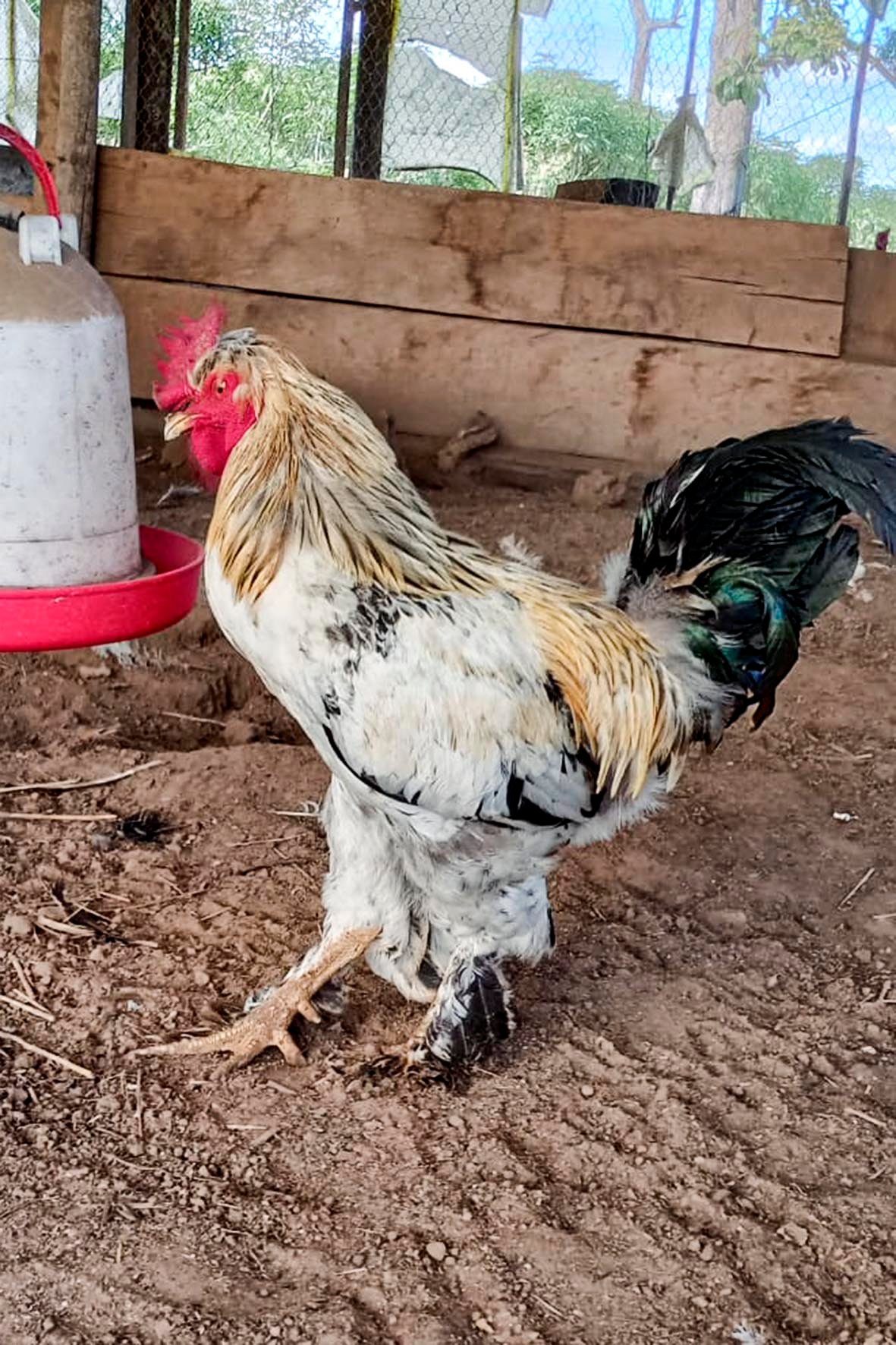 WhatsApp Image 2025-04-03 at 7.35.03 PM (2) copia.jpg